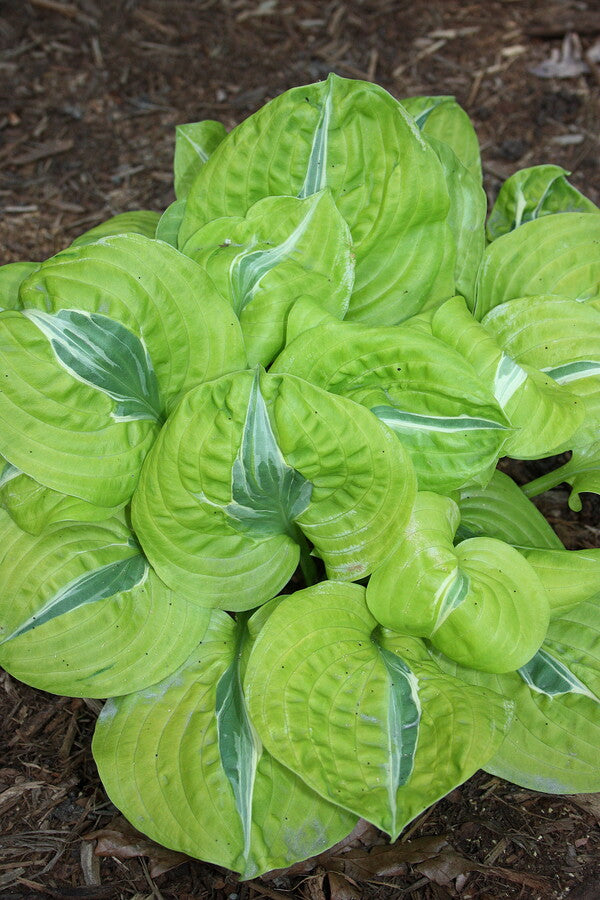 Image of Hosta 'Time Traveler' PP 32,960 taken at Juniper Level Botanic Gdn, NC by JLBG