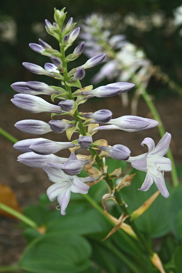 Image of Hosta 'Uptown Girl' taken at Juniper Level Botanic Gdn, NC by JLBG