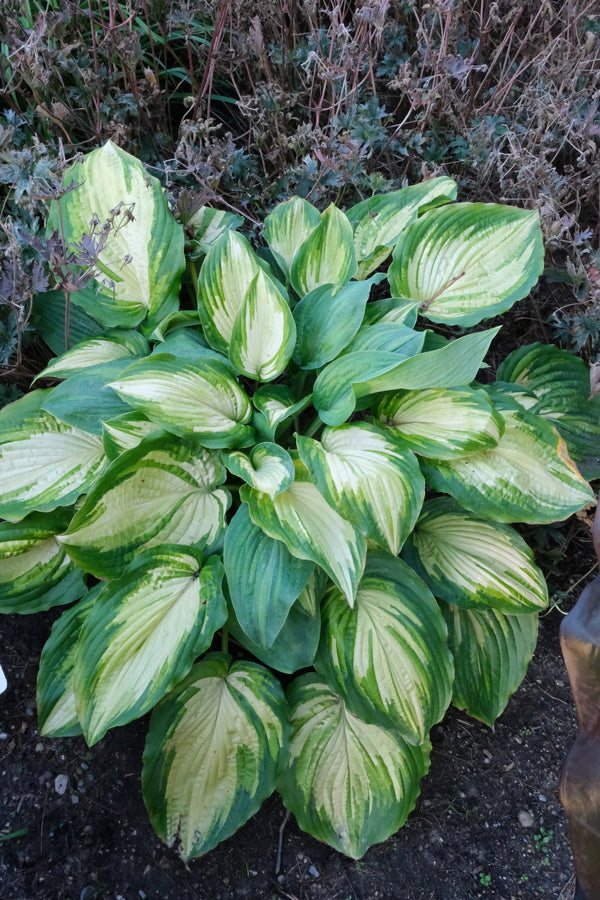 Image of Hosta 'When I Dream' PP 34,285 taken at Walters Gardens, MI by JLBG