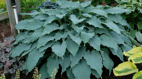 Image of Hosta 'Wind beneath My Wings' PP 33,317 taken at Walters Gardens, MI by JLBG