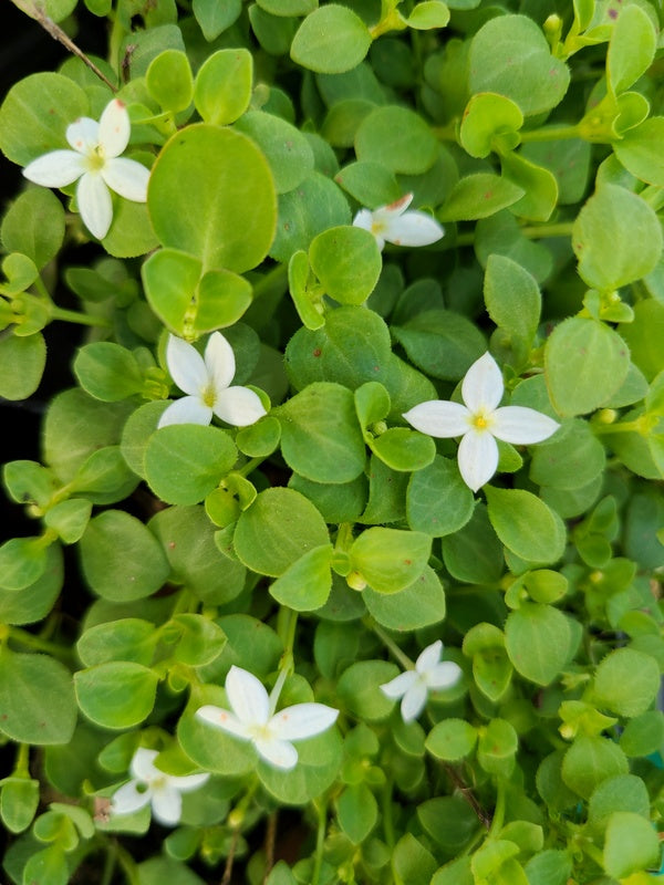 Image of Houstonia procumbens 'White Clay' taken at Juniper Level Botanic Gdn, NC by JLBG