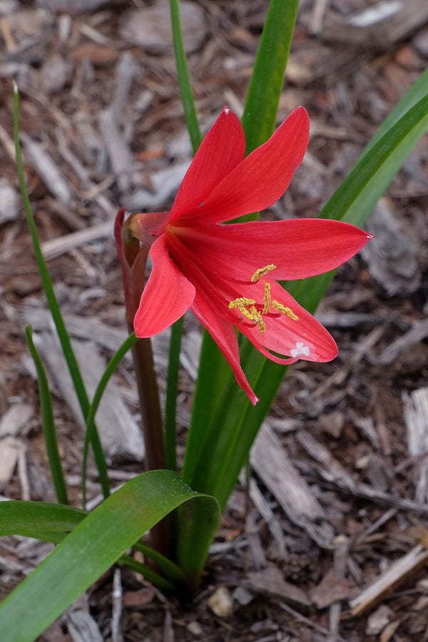 Image of Howardara 'Riley Kate' taken at Juniper Level Botanic Gdn, NC by JLBG