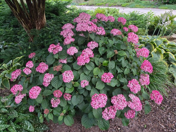 Image of Hydrangea arborescens 'Mini Mauvette' PP 30,358 taken at Juniper Level Botanic Gdn, NC by JLBG