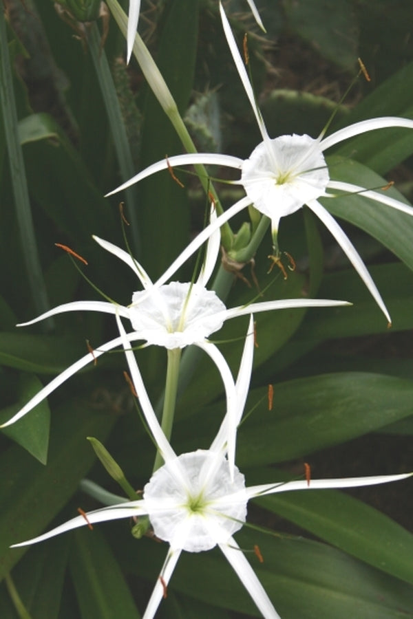 Image of Hymenocallis caribaea 'Tropical Giant' taken at Juniper Level Botanic Gdn, NC by JLBG