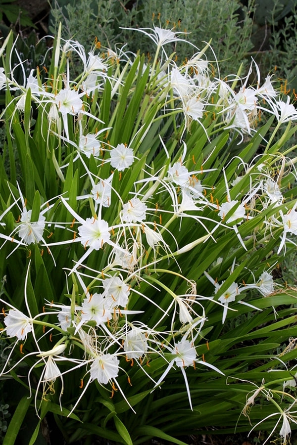 Image of Hymenocallis pimana