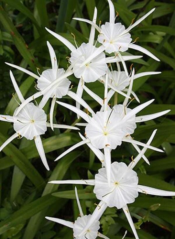 Image of Hymenocallis traubii taken at Juniper Level Botanic Gdn, NC by JLBG