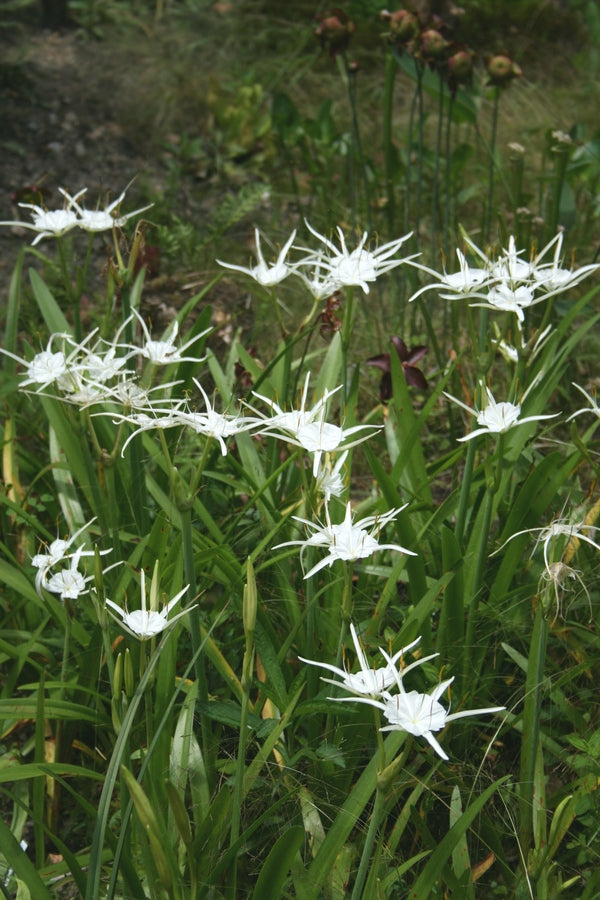 Image of Hymenocallis traubii taken at Juniper Level Botanic Gdn, NC by JLBG