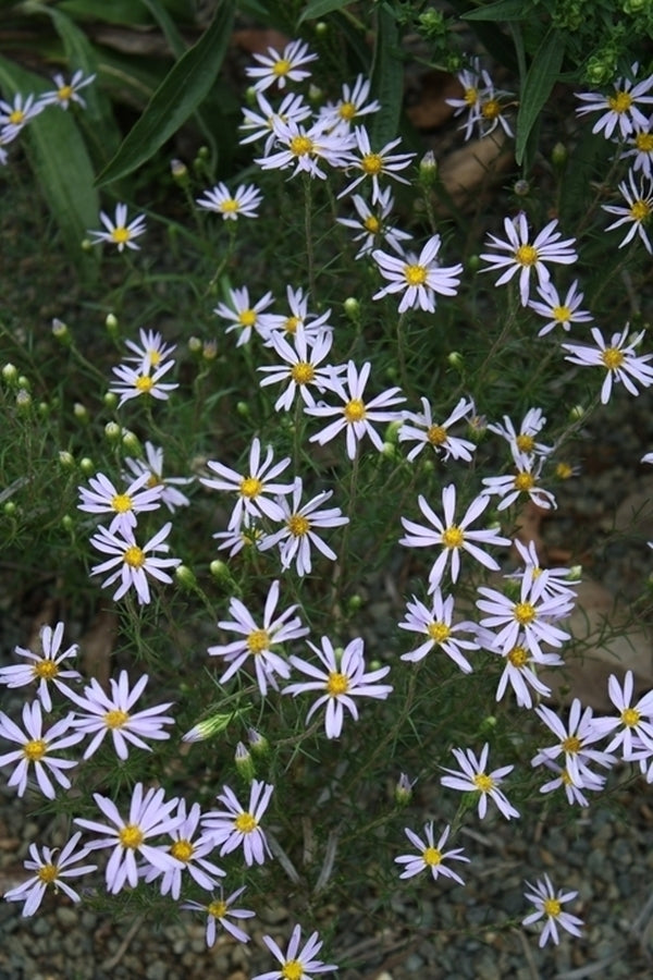 Image of Ionactis linariifolia 'Little Stiffy' taken at Juniper Level Botanic Gdn, NC by JLBG