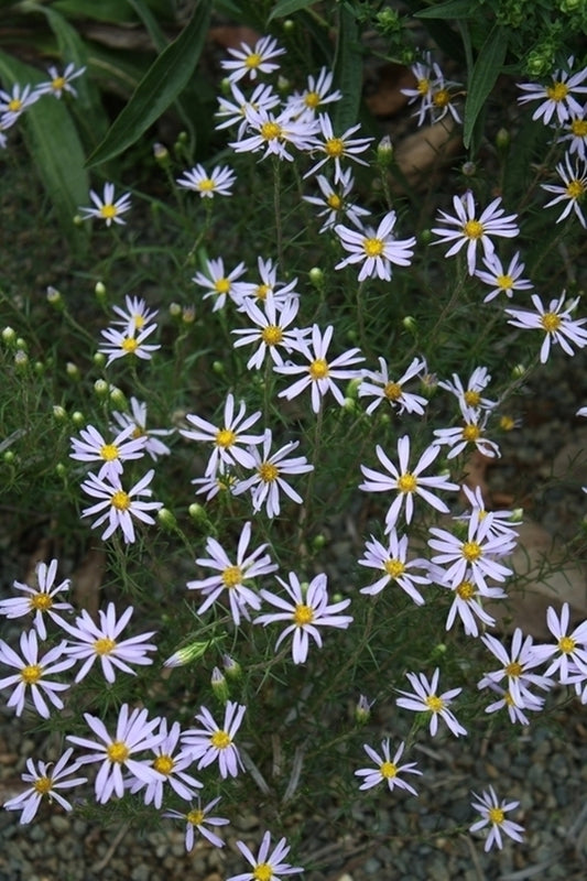 Image of Ionactis linariifolia 'Little Stiffy' taken at Juniper Level Botanic Gdn, NC by JLBG