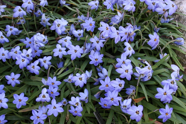 Image of Ipheion peregrinans 'Jessie' taken at Juniper Level Botanic Gdn, NC by JLBG