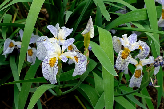 Image of Iris 'Roy's Repeater' taken at Juniper Level Botanic Gdn, NC by JLBG