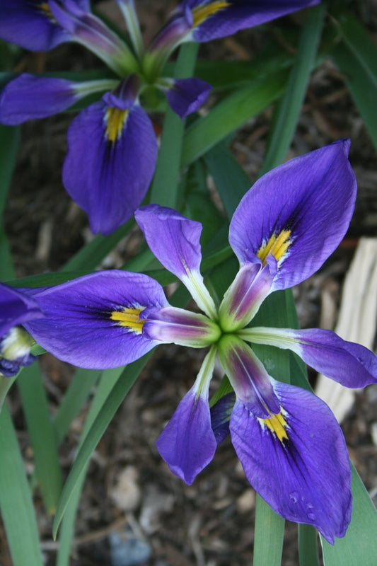 Image of Iris brevicaulis 'Yucca Do Blue' taken at Juniper Level Botanic Gdn, NC by JLBG