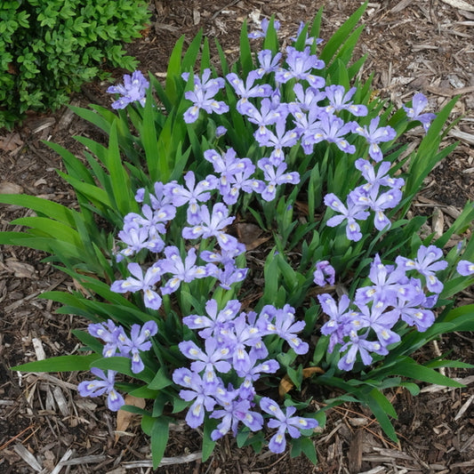 Image of Iris cristata 'Eco Orchid Giant' taken at Juniper Level Botanic Gdn, NC by JLBG