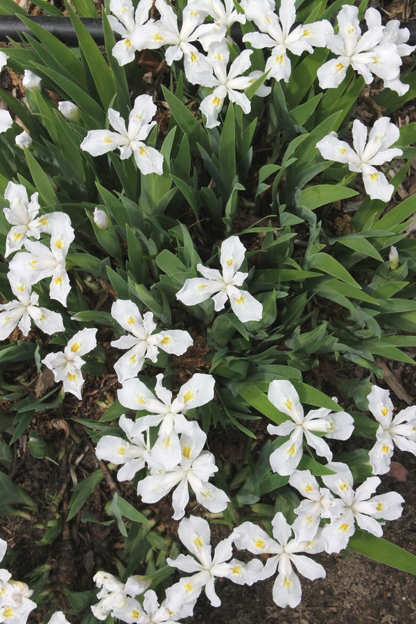 Image of Iris cristata 'Eco White Angel'