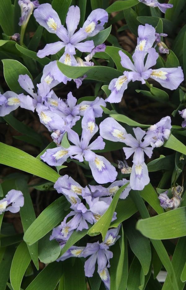 Image of Iris cristata 'Edgar Anderson' taken at Juniper Level Botanic Gdn, NC by JLBG