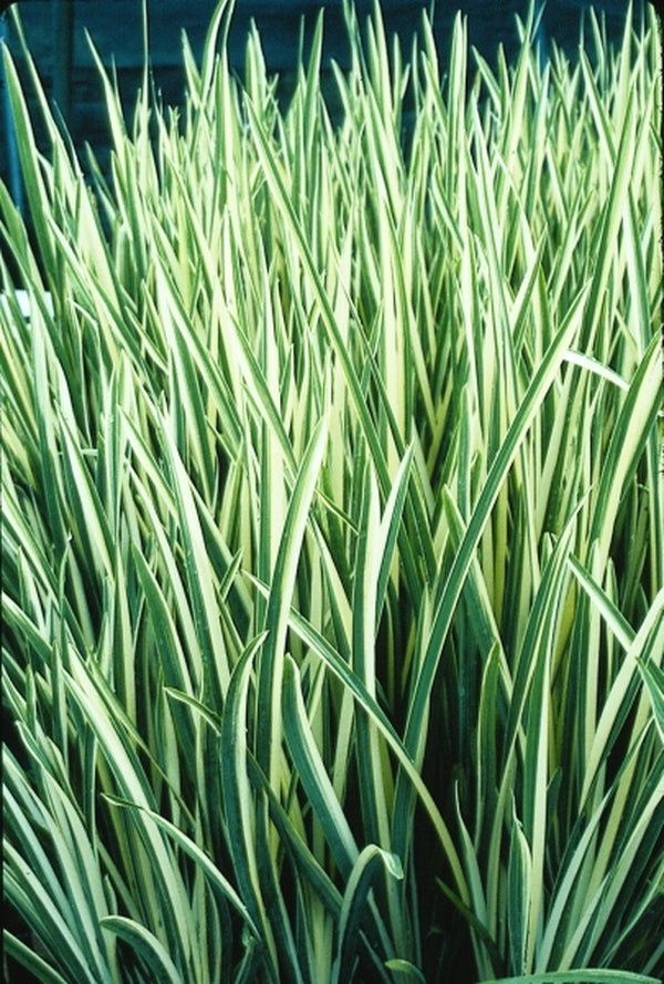 Image of Iris ensata 'Silverband' taken at Juniper Level Botanic Gdn, NC by JLBG