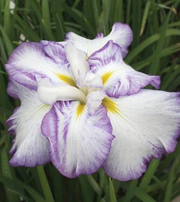 Image of Iris ensata 'Sweet Murmur' taken at Juniper Level Botanic Gdn, NC by JLBG