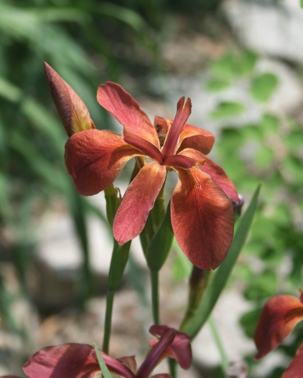 Image of Iris fulva 'Little Cajun' taken at Juniper Level Botanic Gdn, NC by Lidia Churakova