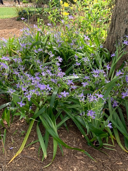 Image of Iris japonica 'Skirt Chaser' taken at Juniper Level Botanic Gdn, NC by Lidia Churakova