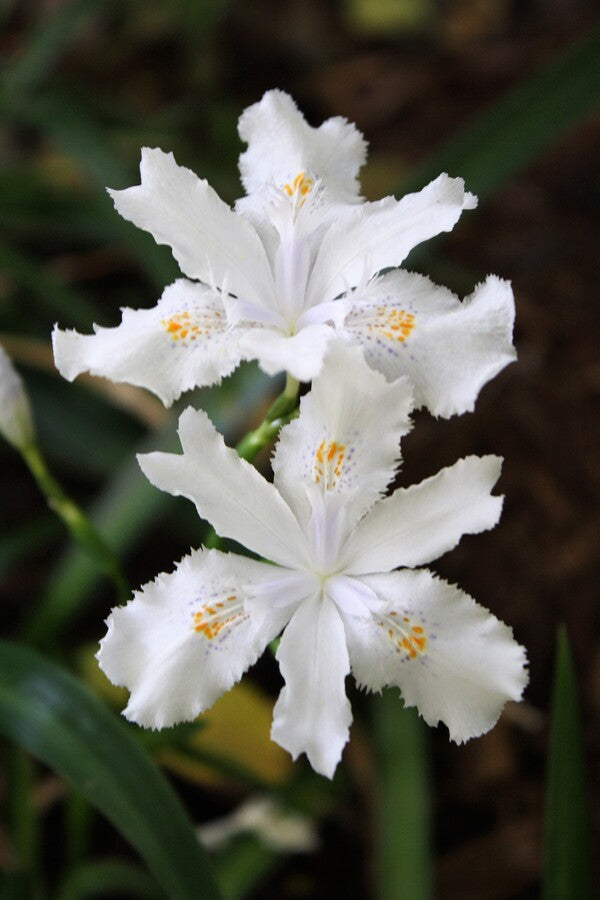 Image of Iris japonica 'Wuhan Angel' taken at Juniper Level Botanic Gdn, NC by JLBG