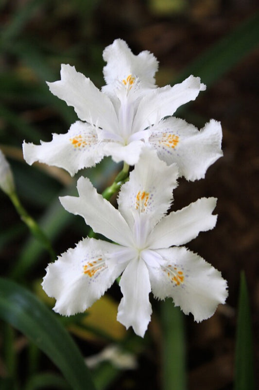 Image of Iris japonica 'Wuhan Angel' taken at Juniper Level Botanic Gdn, NC by JLBG