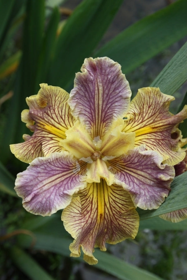 Image of Iris x louisiana 'Cobweb Concerto' taken at Juniper Level Botanic Gdn, NC by JLBG