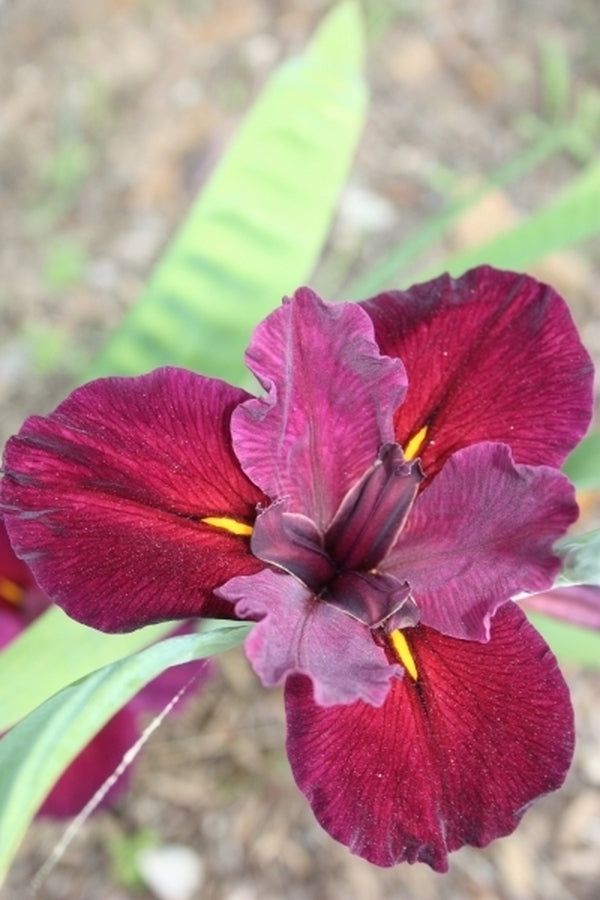 Image of Iris x louisiana 'Red Velvet Elvis' taken at Juniper Level Botanic Gdn, NC by JLBG