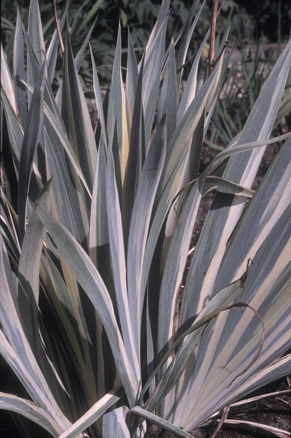 Image of Iris pallida 'Argentea' taken at Darwin Plants, Holland
