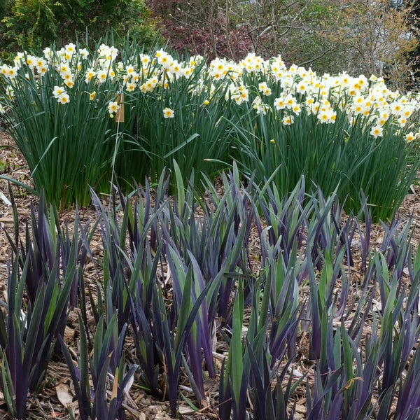 Image of Iris x robusta 'Gerald Darby' taken at Juniper Level Botanic Gdn, NC by JLBG