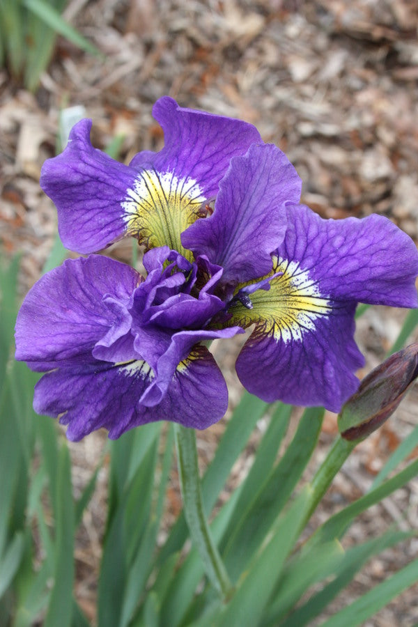 Image of Iris sibirica 'Double Standards' taken at Juniper Level Botanic Gdn, NC by JLBG