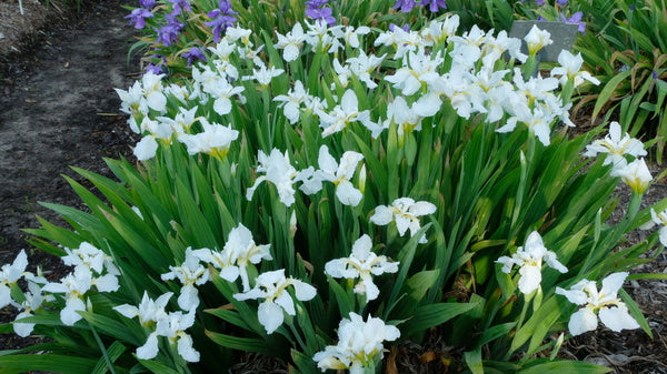 Image of Iris tectorum 'Snow on the Roof' taken at Juniper Level Botanic Gdn, NC by JLBG