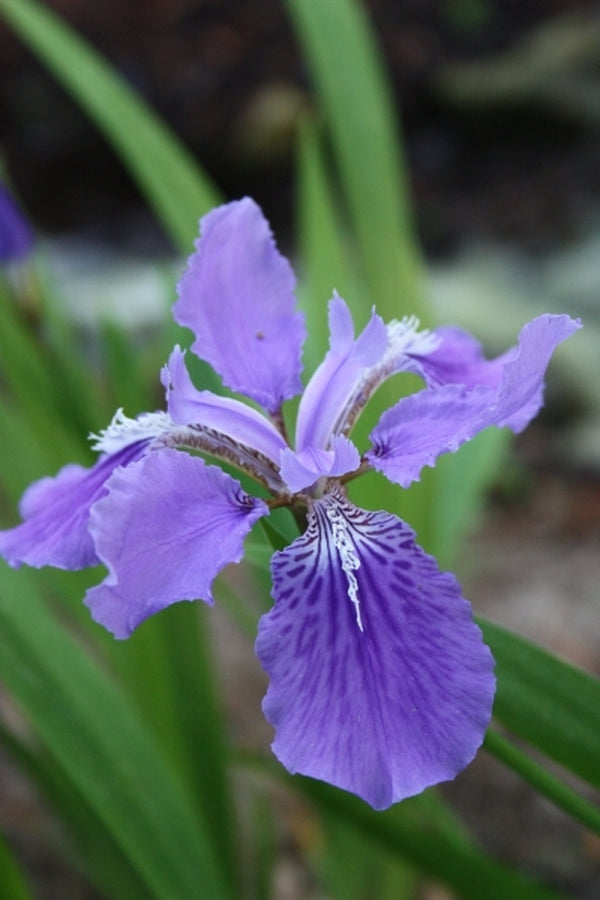 Image of Iris tectorum 'Wolong' taken at Juniper Level Botanic Gdn, NC by JLBG
