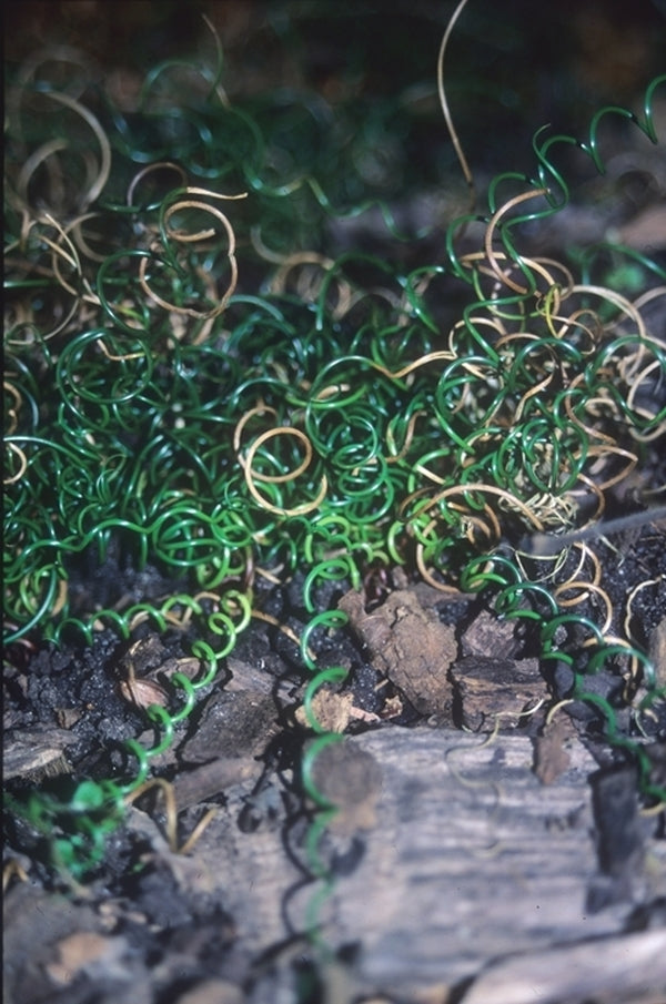 Image of Juncus effusus 'Curly Wurly' taken at Juniper Level Botanic Gdn, NC by JLBG