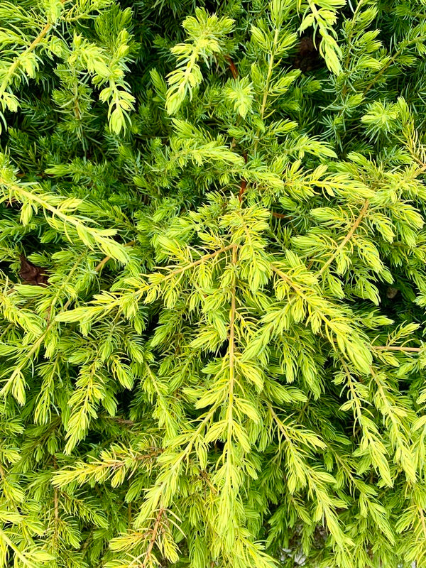 Image of Juniperus conferta 'All Gold' taken at Juniper Level Botanic Garden, Raleigh NC by Lidia Churakova