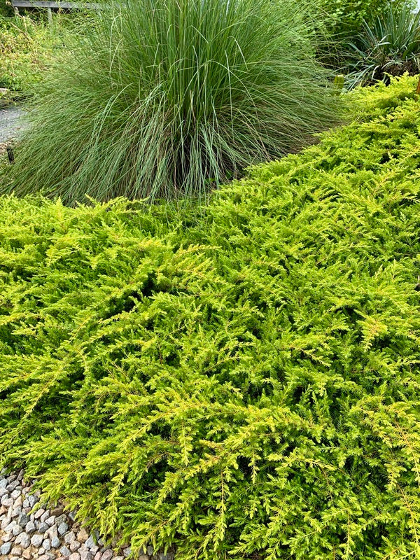 Image of Juniperus conferta 'All Gold' taken at Juniper Level Botanic Garden, Raleigh NC by Lidia Churakova