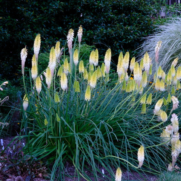 Image of Kniphofia 'Flashpoint' PP 31,282 taken at Juniper Level Botanic Gdn, NC by JLBG