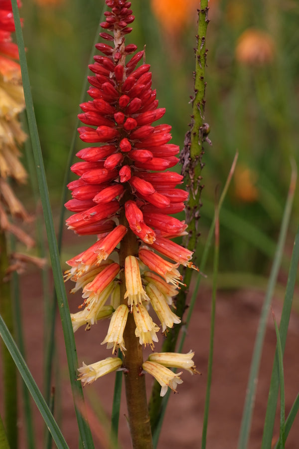 Image of Kniphofia 'Hot and Cold' PP 31,185 taken at Walters Gardens, MI