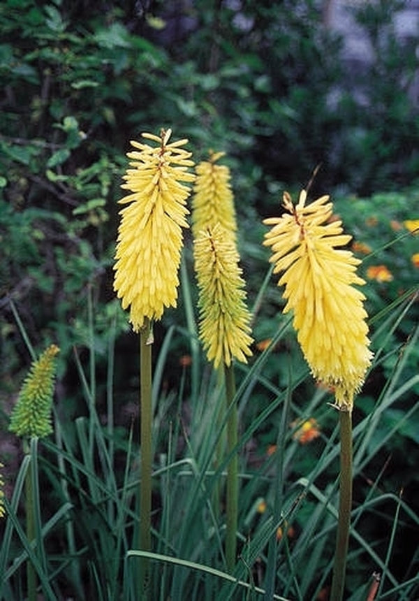 Image of Kniphofia 'Shining Sceptre' taken at Juniper Level Botanic Gdn, NC by JLBG