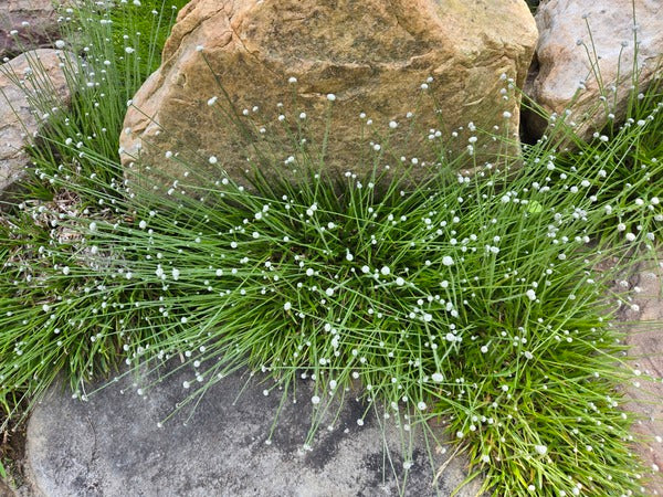 Image of Lachnocaulon anceps 'Johnston Gem' taken at Juniper Level Botanic Gdn, NC by JLBG