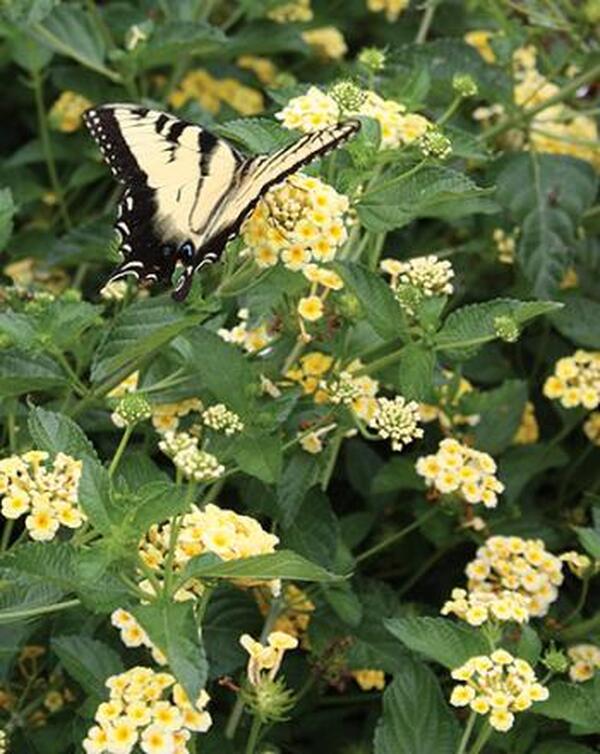 Image of Lantana 'Chapel Hill Yellow' PP 19,548 taken at Juniper Level Botanic Gdn, NC by JLBG