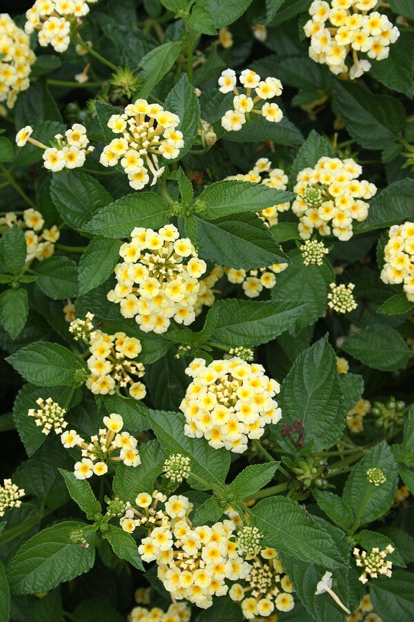 Image of Lantana 'Chapel Hill Yellow' PP 19,548 taken at Juniper Level Botanic Gdn, NC by JLBG