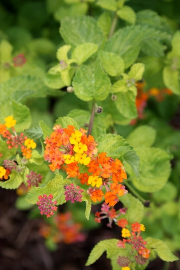Image of Lantana camara 'Southern Fried' taken at Juniper Level Botanic Gdn, NC by JLBG