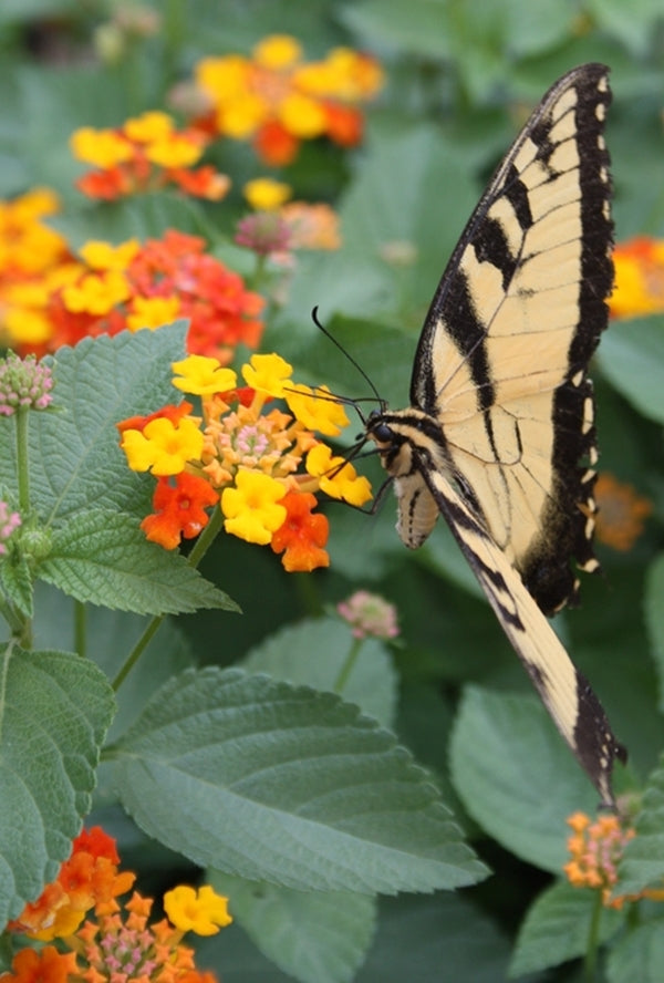 Image of Lantana camara 'Star Landing' taken at Juniper Level Botanic Gdn, NC by JLBG