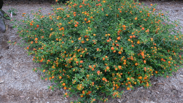Image of Lantana camara 'Star Landing' taken at Juniper Level Botanic Gdn, NC by JLBG