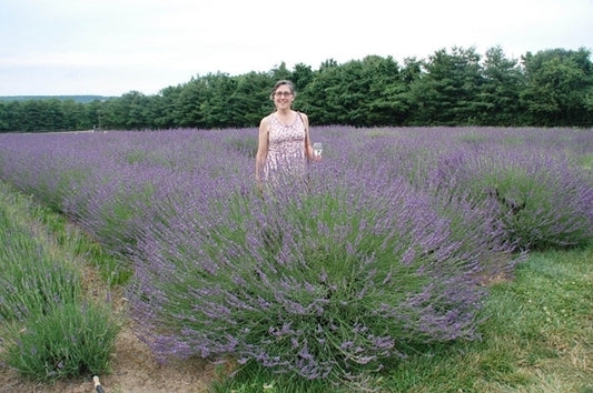 Image of Lavandula x intermedia 'Phenomenal' PP 24,193 taken at Peace Tree Farm, PA by L. Traven