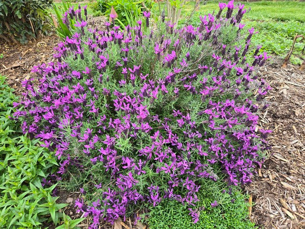 Image of Lavandula stoechas 'Javelin Forte Deep Purple' PP 27,493 taken at Juniper Level Botanic Gdn, NC by JLBG