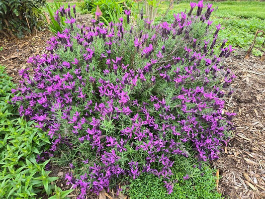 Image of Lavandula stoechas 'Javelin Forte Deep Purple' PP 27,493 taken at Juniper Level Botanic Gdn, NC by JLBG