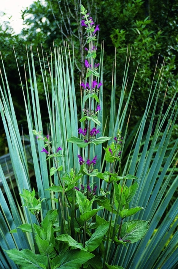 Image of Lepechinia hastata taken at Juniper Level Botanic Gdn, NC by JLBG