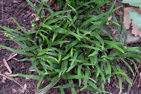 Image of Lepisorus pseudoussuriensis 'Taoshan' taken at Juniper Level Botanic Gdn, NC by JLBG