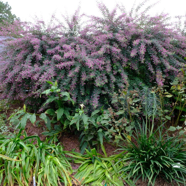 Image of Lespedeza thunbergii 'Little Volcano' taken at Juniper Level Botanic Garden, Raleigh NC by JLBG
